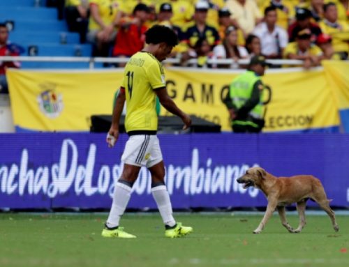 Quand un chien interrompt Neymar et le match Colombie-Brésil