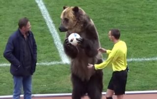 Un ours a donné le coup d'envoi d'un match en D3 russe