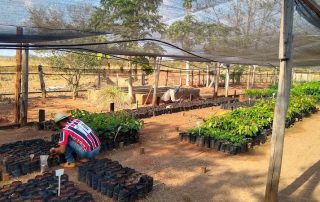 Les arbres plantés grâce à Bellerin